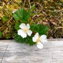 Rubus chamaemorus. Medium white flowers.